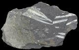Fossil Graptolites (Didymograptus) - Great Britain #68010-1